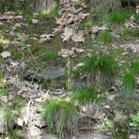 Deschampsia flexuosa (Canche flexueuse)