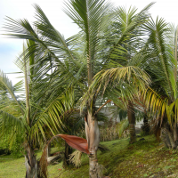 dypsis_decaryi2md