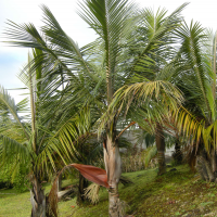 dypsis_decaryi2md (Dypsis decaryi)