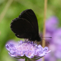 erebia_manto2md (Erebia manto)