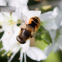 eristalis_arbustorum2bd (Eristalis arbustorum)