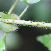 hibiscus_surattensis4md