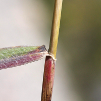 hordeum_bulbosum2md