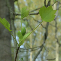 liriodendron_tulipifera2md