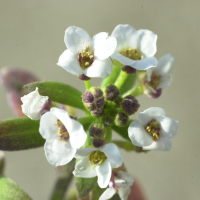 lobularia_maritima3md