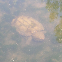 Macrochelys temminckii (Tortue-alligator)