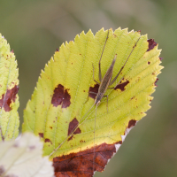 oecanthus_pellucens1bd