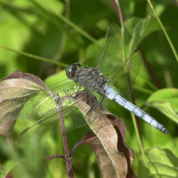 orthetrum_coerulescens6md