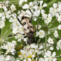 Pachytodes cerambyciformis (Lepture en forme de capricorne)