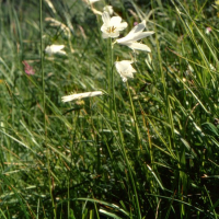 Paradisea liliastrum (Lis de Saint-Bruno)