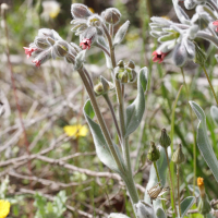 Pardoglossum cheirifolium (Cynoglosse à feuilles de giroflée)