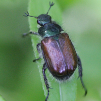 phyllopertha_horticola2bd