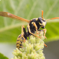 polistes_dominulus1bmd