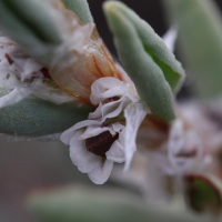 polygonum_maritimum5md