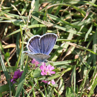 polyommatus_amandus2bd