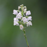 Polystachya_concreta