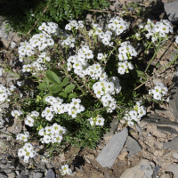 Pritzelago alpina (Hutchinsie alpine)