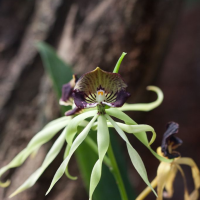 prosthechea_cochleata2sd