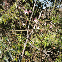Rhinacanthus osmospermus (Rhinacanthus)