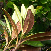 rhododendron_ferrugineum6md (Rhododendron ferrugineum)