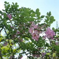 Robinia hispida (Acacia rose)