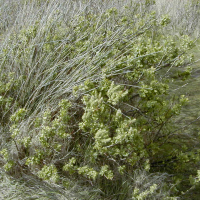 salix_arenaria3md (Salix repens ssp. repens var. dunensis)