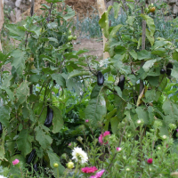 Solanum melongena (Aubergine)