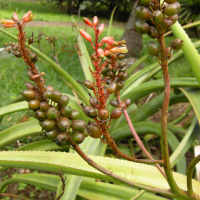 aloe_macra3md (Aloe macra)