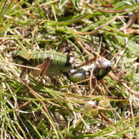 Anonconotus alpinus (Decticelle montagnarde)