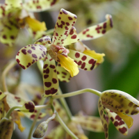 Ansellia_africana (Ansellia africana)