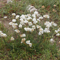 Armeria arenaria ssp. bupleuroides (Armérie des sables, Armérie faux plantain)