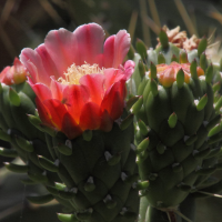 austrocylindropuntia_cylindrica5md (Austrocylindropuntia cylindrica)