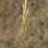 Brachypodium_retusum (Brachypodium retusum)