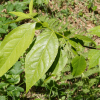 chimonanthus_praecox2md (Chimonanthus praecox)