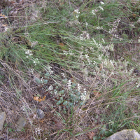 Cyclospermum leptophyllum (Ache à feuilles étroites)