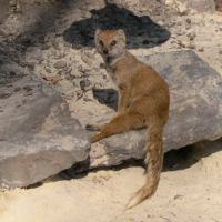 cynictis_penicillata3md (Cynictis penicillata)