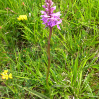 Dactylorhiza maculata (Orchis tacheté)