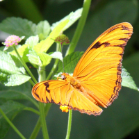 dryas_iulia_dominicana2md (Dryas iulia ssp. dominicana)