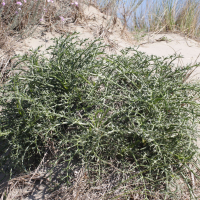 Echinophora spinosa (Panais épineux, Porte-épines)