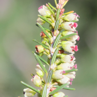 erica_scoparia6md (Erica scoparia)