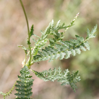 Filipendula_vulgaris