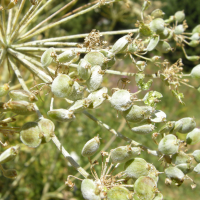 heracleum_mantegazzianum4md