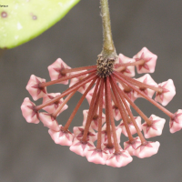 hoya_carnosa2md