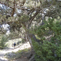 juniperus_thurifera2md