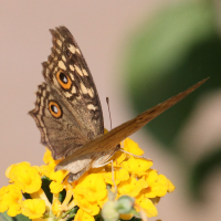 junonia_lemonias2bd