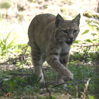 Lynx rufus (Lynx roux, Bobcat)