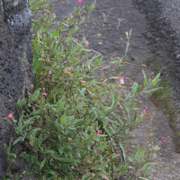 oenothera_rosea4md