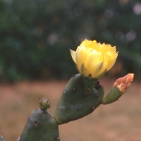 opuntia_ficus-indica2amcf