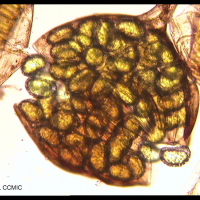 polypodium_australe7ccmic