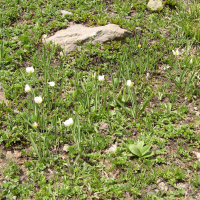 Ranunculus kuepferi (Renoncule de Kuepfer)